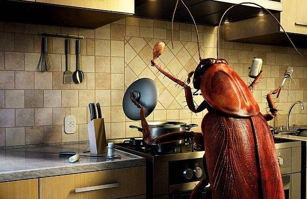 'İstanbul’daki hemen her mutfakta böcek var'