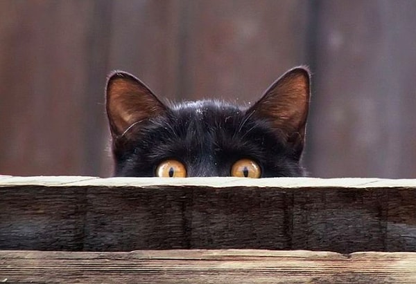 9. Вы верите в приметы?