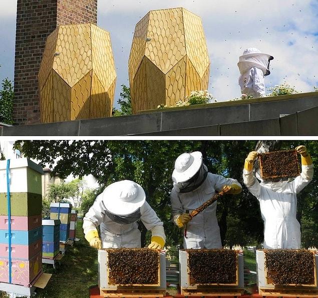 4. Norway strives to save bees!