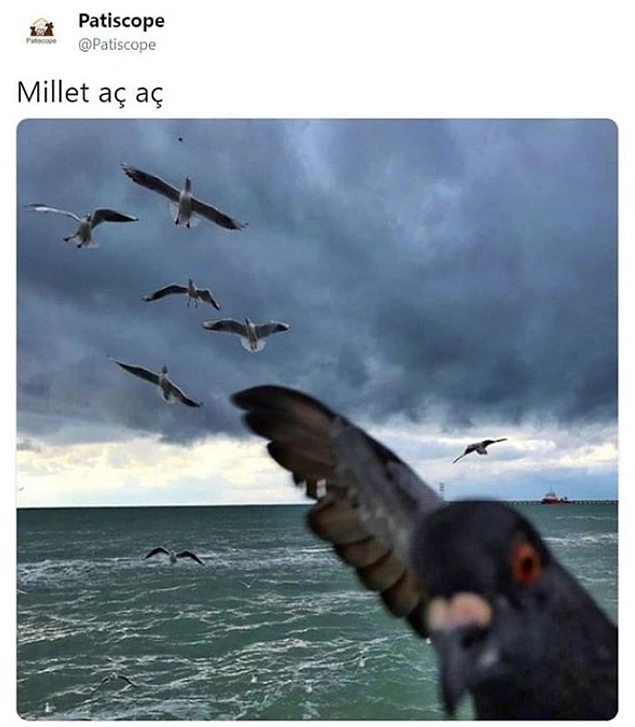 Boğazın martıları aç.