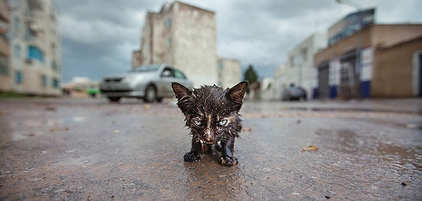 8. Вы идете домой и вдруг замечаете маленького грязного голодного котенка. Каковы будут ваши чувства?