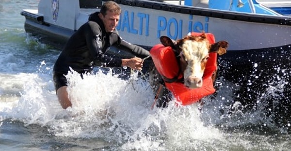 8. Сколько 25-литровых емкостей потребуется в день, чтобы заполнить их молоком, полученным от 25 коров, каждая из которых дает по 15 литров молока ежедневно?