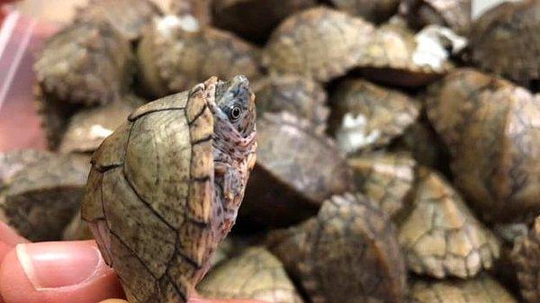Kaplumbağaların tümü vahşi hayvan kaçakçılığıyla mücadele birimine teslim edildiği açıklandı