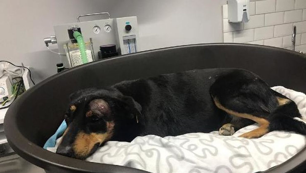 Hayvana Yönelik Şiddette Bugün: Havlama Sesinden Rahatsız Olduğu Köpeği Başından Vurdu!