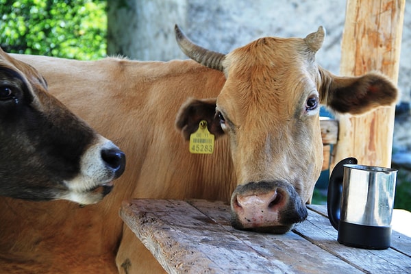 9. "Выпьем с горя, где же ...?"