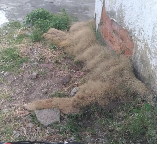 12. Это всего лишь сухая трава