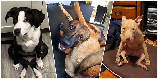 If It Fits I Sits! 20 Photos of Dogs Sitting Weirdly Proves That They Are Belong To Another Planet
