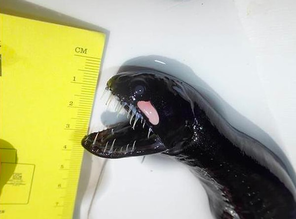 9. Что же это за пугающее морское создание?