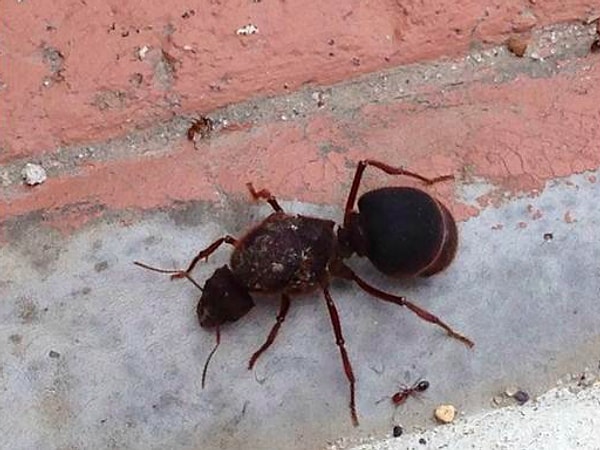 18. Даже сложно поверить в то, что такие гигантские пауки существуют!