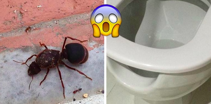 Реальные фото не для слабонервных, которые можно принять за чистой воды Фотошоп