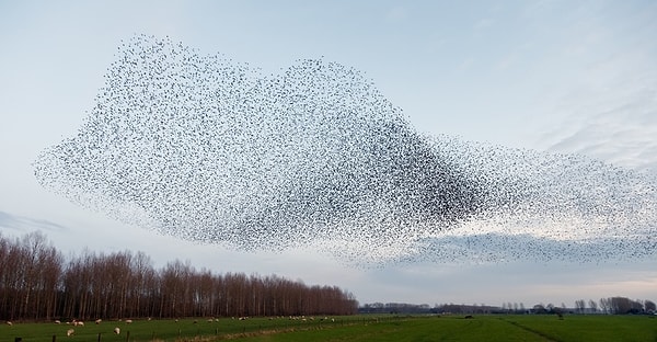 16. У этого явления, когда птицы создают фантастические фигуры, есть название. Какое?
