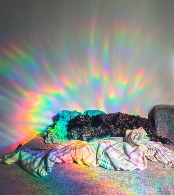 5. Радужный песик