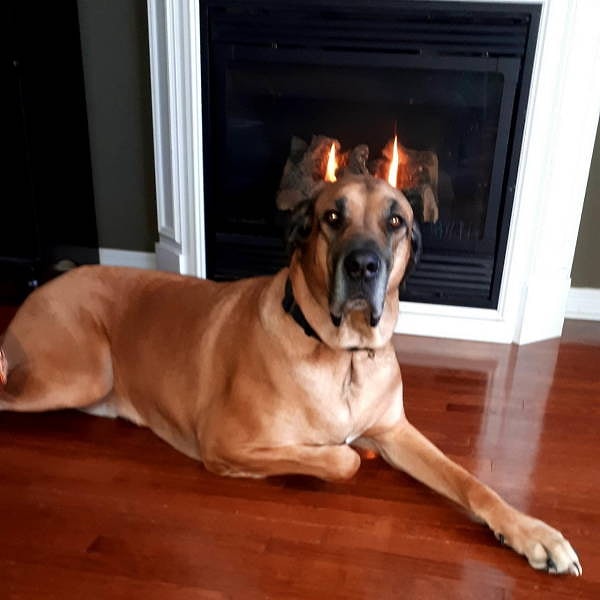 12. Так вот как выглядит Цербер!