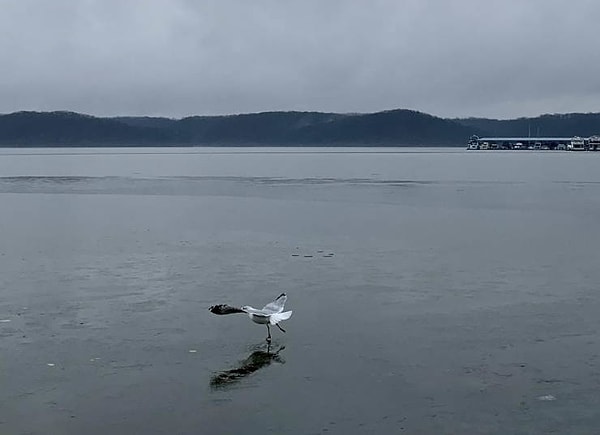 19. У вас в голове тоже заиграла мелодия из "Лебединого озера"?