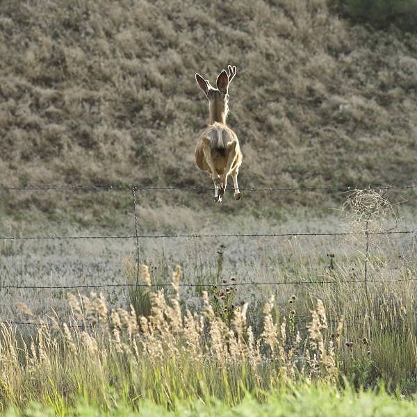 33. "Я свобо-о-о-оден!"