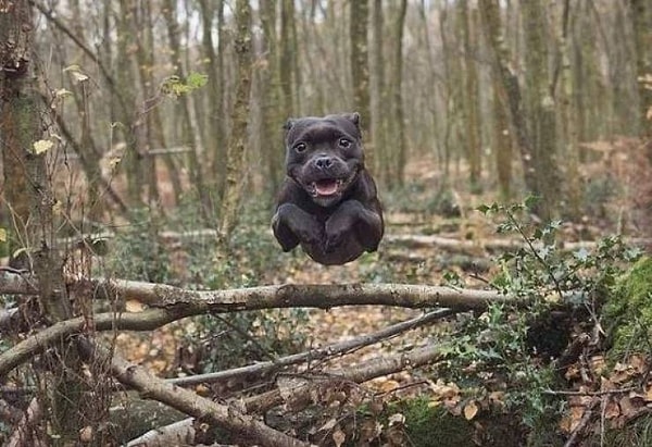 41. Голова, которая гуляет сама по себе