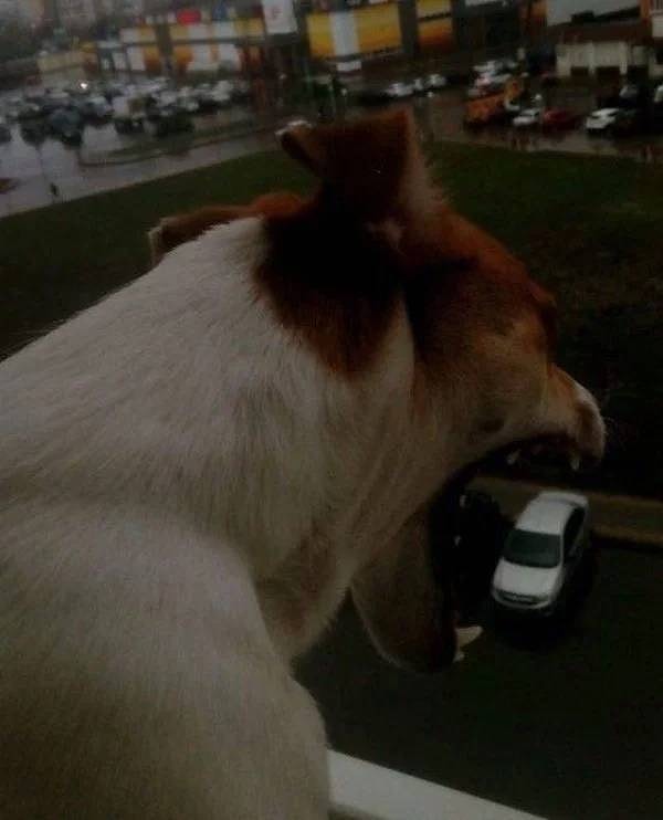 42. "Годжира!"