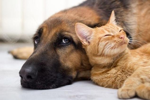 4. Cats and dogs can suffer from asthma and have to use inhalers.