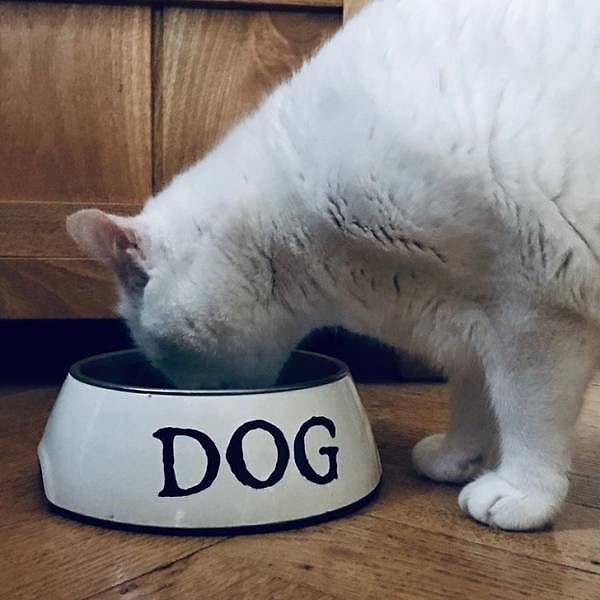 1. А вообще, единственная миссия котов в этом мире - доминировать, властвовать и унижать! 😜