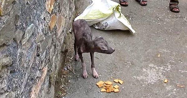 Standartların çok düşük olduğu özel bir ülke olan Hindistan'da sokaklar oldukça fazla sokak hayvanına ev sahipliği yapıyor. Ancak ne yazık ki sokakta yaşayan hayvanlar hayat standardı konusunda oldukça zor durumdalar.