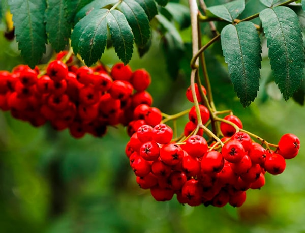 7. Что за ягода на фото?