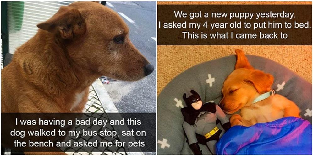 Never Gets Old! 30 Hilarious Dog Snaps Will Make You Smile Through The Rest Of The Day