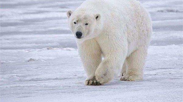 13. Kutup ayılarının tüyleri aslında beyaz değildir, ışığı yansıttığı için beyaz gözükür.