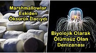 Aklınızın Bir Köşesinde Mutlaka Tutmanız Gereken Kısa Ama Bir O Kadar da Eğlenceli 17 Bilgi
