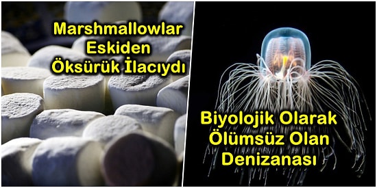 Aklınızın Bir Köşesinde Mutlaka Tutmanız Gereken Kısa Ama Bir O Kadar da Eğlenceli 17 Bilgi