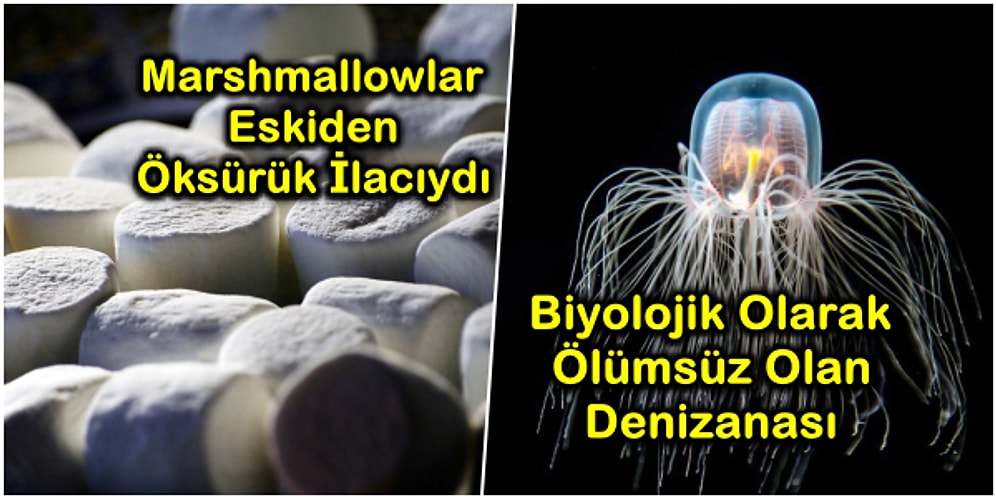 Aklınızın Bir Köşesinde Mutlaka Tutmanız Gereken Kısa Ama Bir O Kadar da Eğlenceli 17 Bilgi