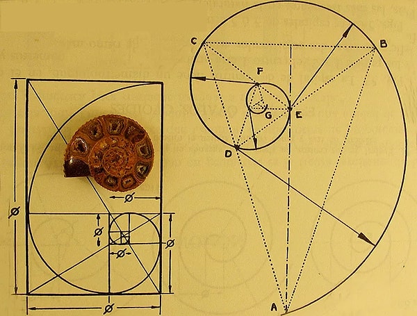7. Что из себя представляет число Фибоначчи?