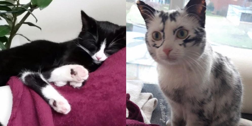 The Story Of A Black Cat With A Rare Fur Condition Who Suddenly Started To Turn White!