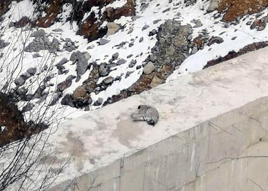 Neden Bu Kadar Kötüsünüz? Trabzon'da Nesli Tükenmek Üzere Olan Vaşak Katledildi