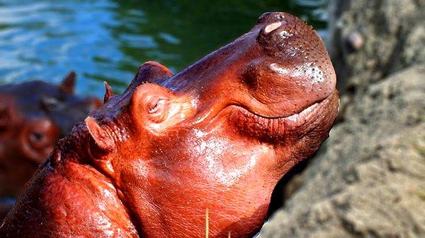7. Hipopotamların teri kırmızıdır ve sık sık kan ile karıştırılır.