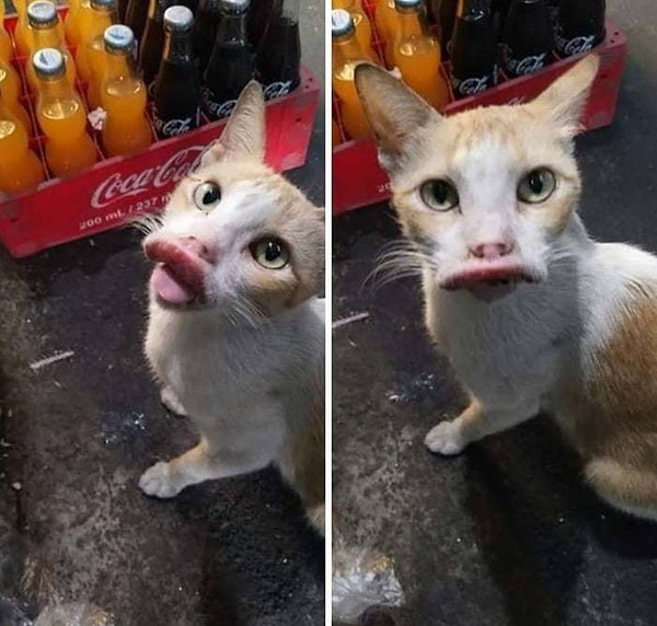 24. С пчелами он больше не играет