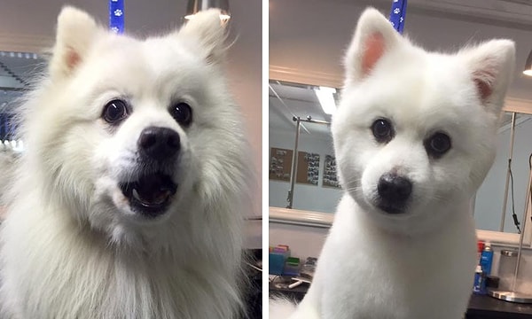 10. До и после стрижки