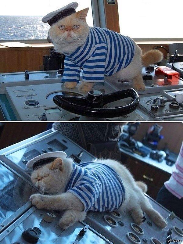 2. Kediler denizci olabilir!