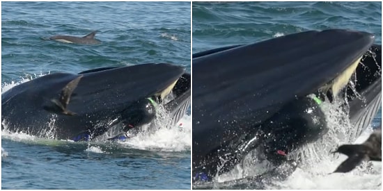 "Birden Her Şey Karardı" Dalış Yapayım Derken Balina Tarafından Yutulmaktan Son Anda Kurtulan Adam