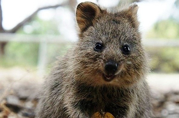 6. Найдите лишнее животное.