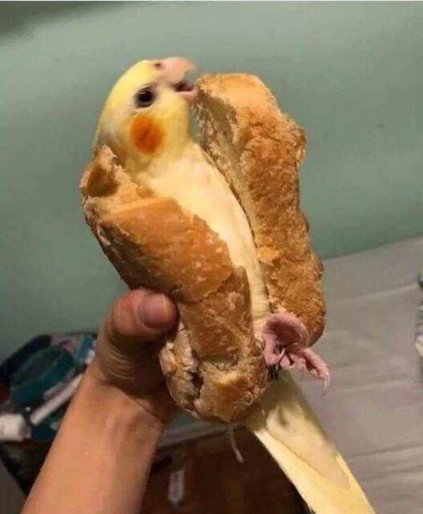 5. Хозяин, за что?!