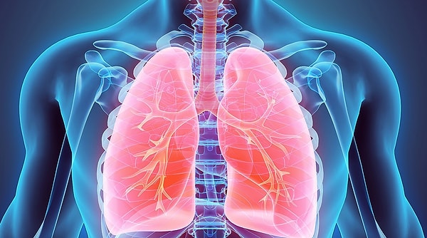 6. Как называются дыхательные пузырьки в легких?