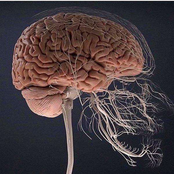 9. Beyin anatomisi.
