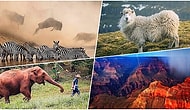 Her Biri Ayrı Büyüleyici! National Geographic'in Instagram Üzerinden Yaptığı Fotoğraf Yarışmasının Kazananları Belli Oldu