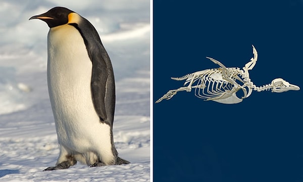 18. Может показаться шуткой, но у пингвинов есть колени. Причина, по которой они не видны, заключается в том, что ноги пингвина покрыты плотными перьями