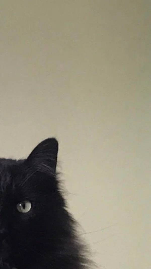 7. Дорогуша, эта стена прекрасно гармонирует с цветом ваших глаз.