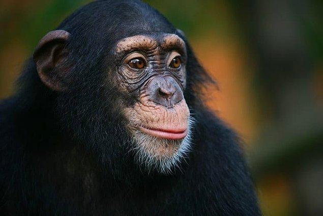11. Şempanzeler yüzmeyi çok sevmezler çünkü kafalarını suyun üzerinde tutmakta zorluk çekerler.