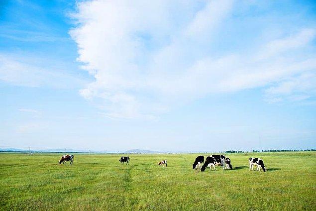 15. Slow şarkılar dinlemek, ineklerin daha kolay süt üretmesini sağlar.