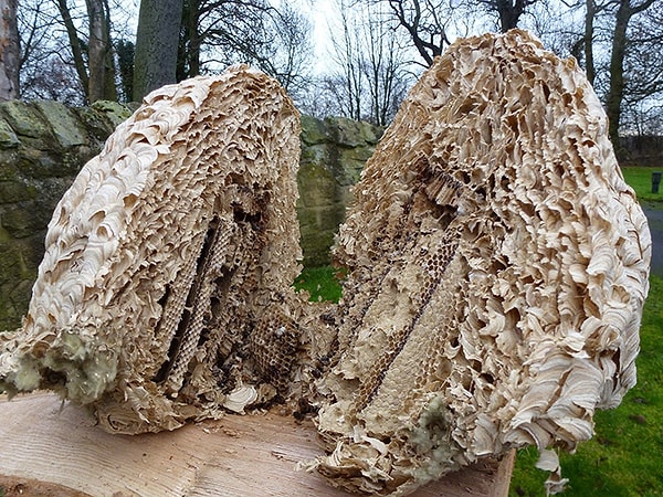 16. Осиное гнездо