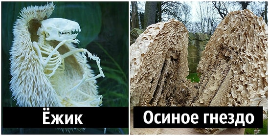 30 фото объектов, разрезанных пополам, которые раскроют невидимую сторону привычных вещей