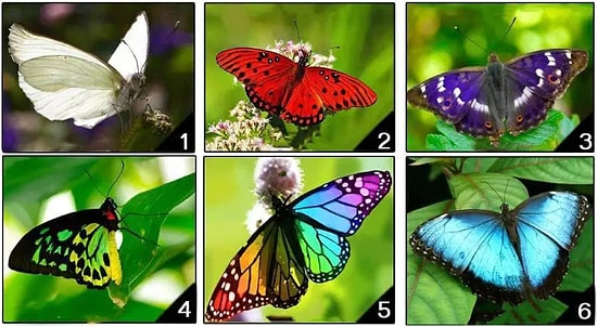 Тест: Выбрав самую красивую бабочку, вы узнаете все о своем характере